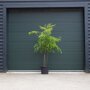 doodsbeenderenboom meerstammig 200-250 cm